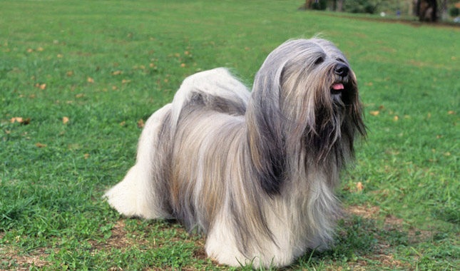 How long does a Lhasa Apso dog live?