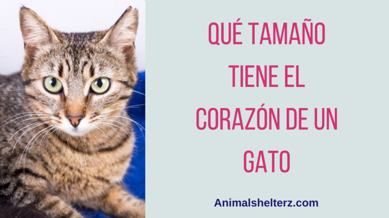 ¿Qué tamaño tiene el corazón de un gato?