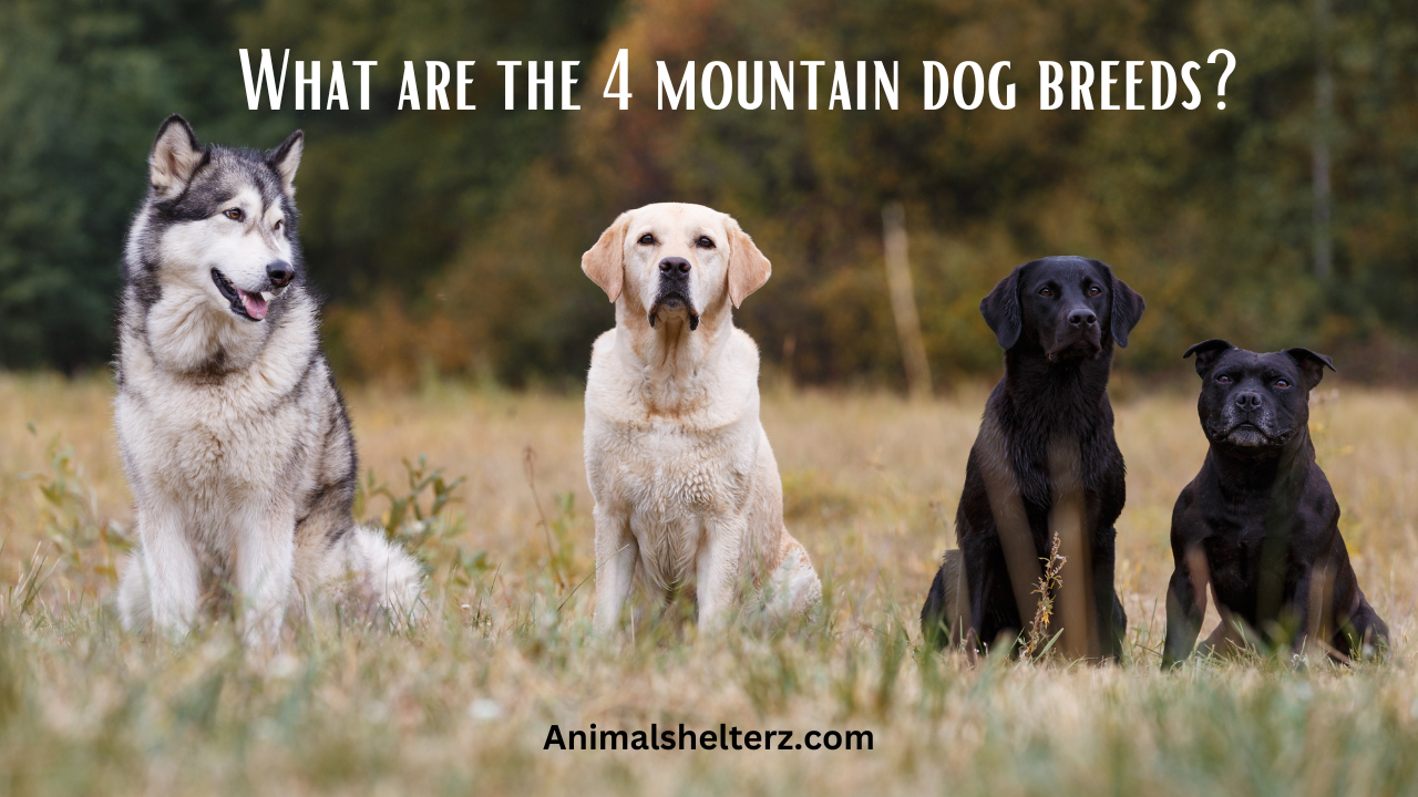What are the 4 mountain dog breeds?