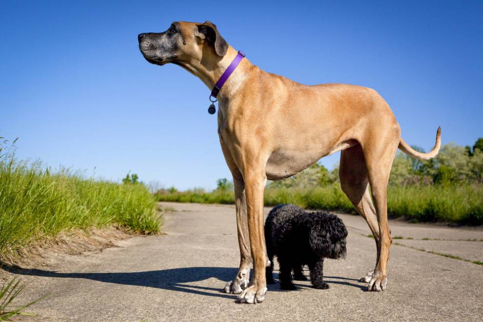 What are the tall big dogs called?