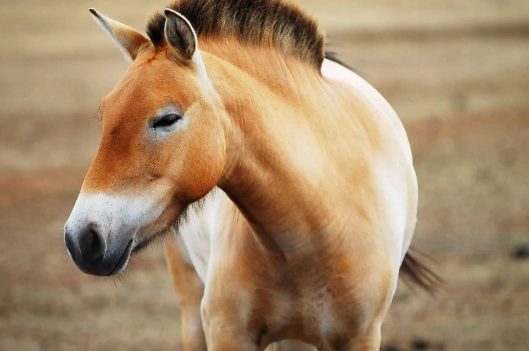 What breed of horse is extinct?