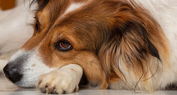 What causes a dogs eye to be red?