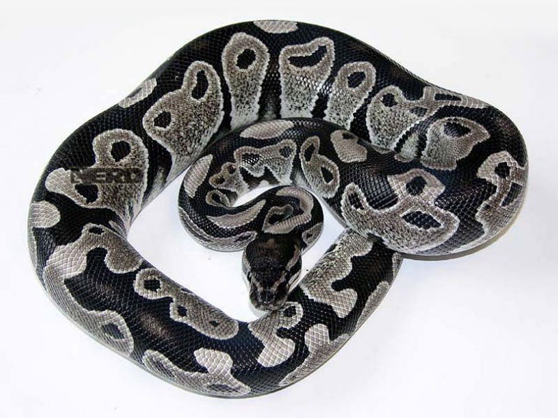 What does Axanthic mean in snakes?