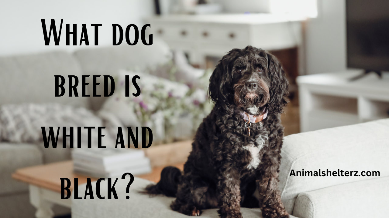 What dog breed is white and black?