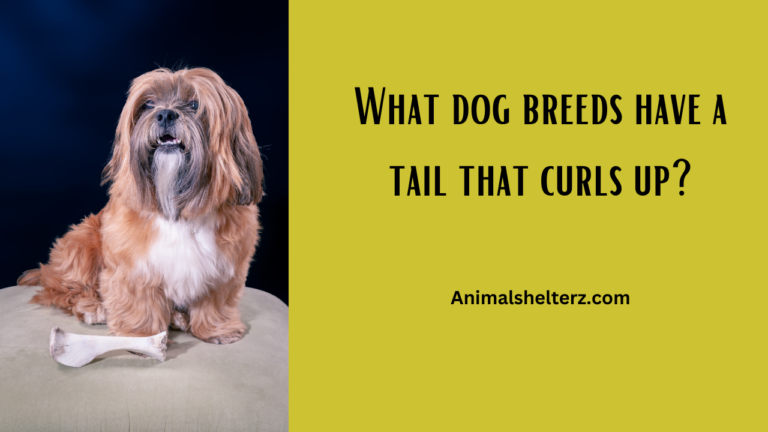 What dog breeds have a tail that curls up?