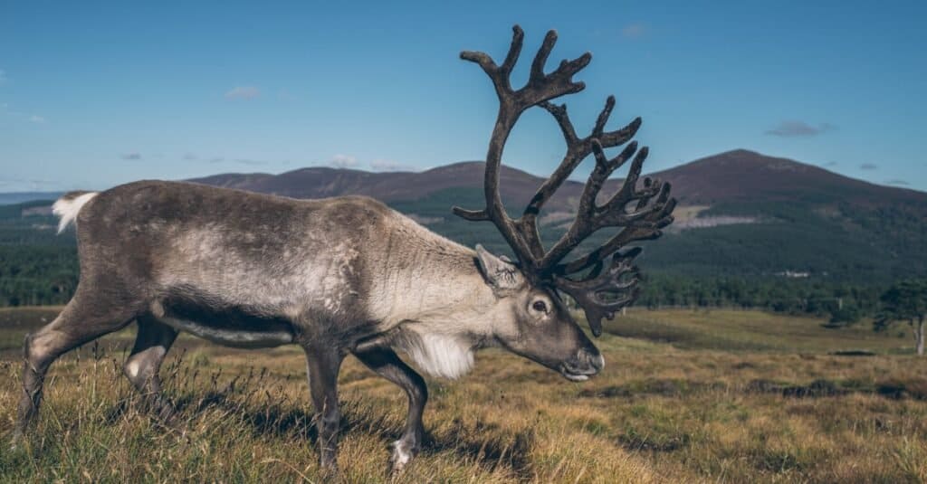 What else do reindeer eat?