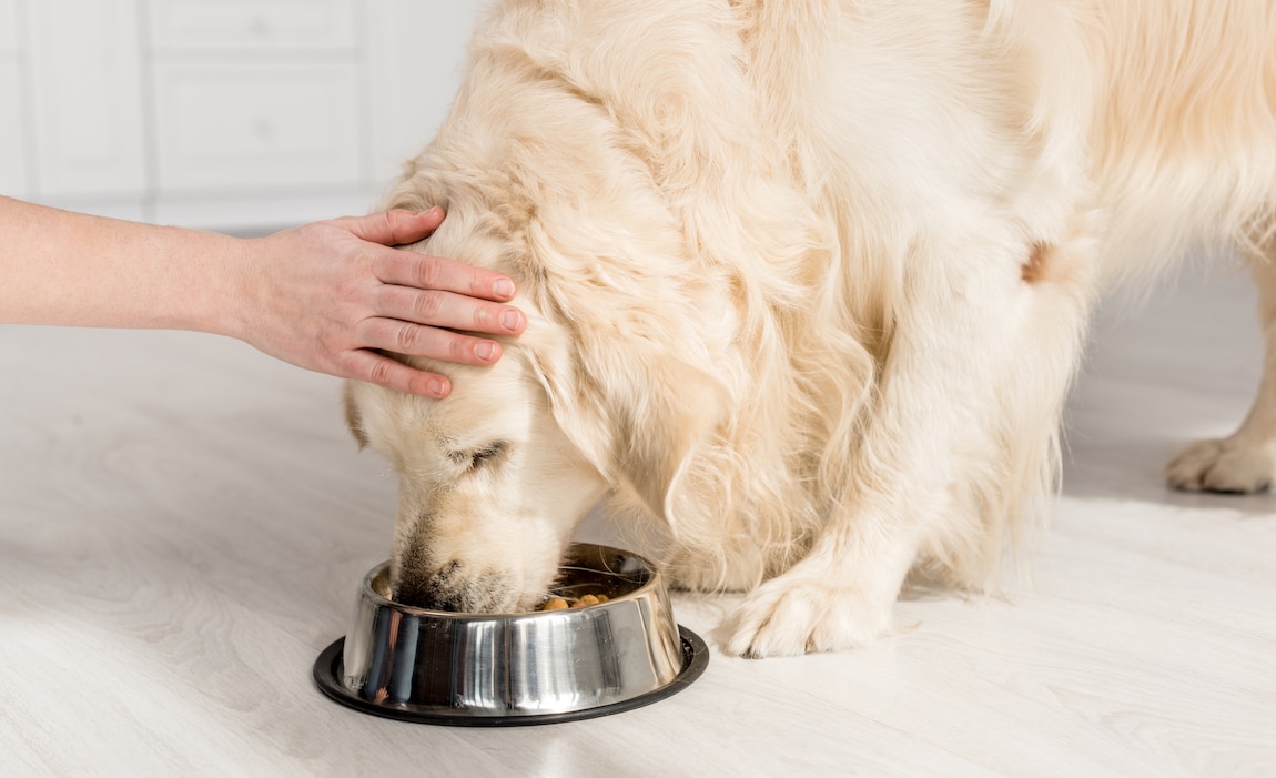 What foods have taurine for dogs?