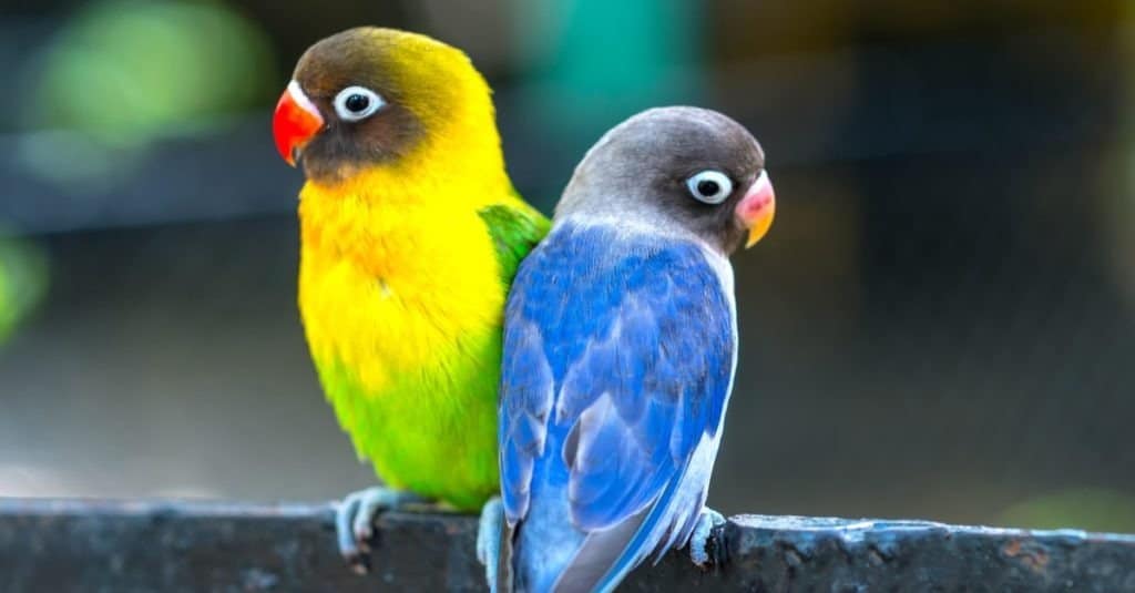 What fruits and veggies can lovebirds eat?