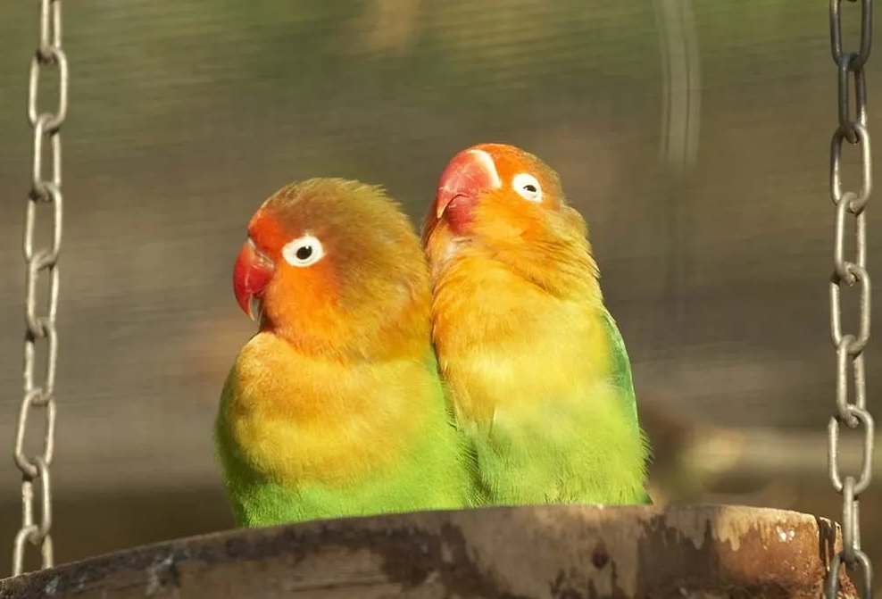 What fruits can be given to lovebirds?