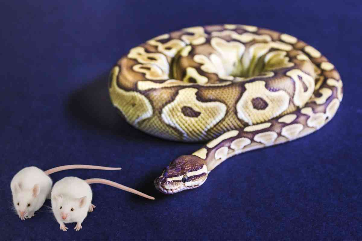 What happens if a rat is too big for a snake?