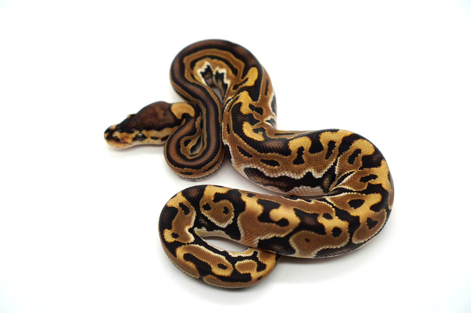 What is red axanthic ball python?