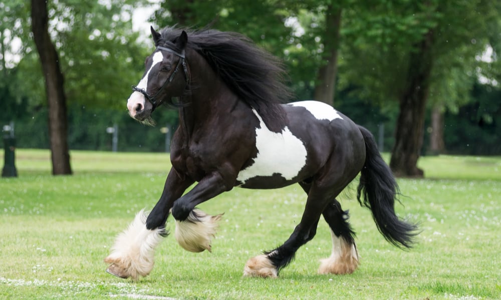 What is the average cost of a Gypsy Vanner horse?
