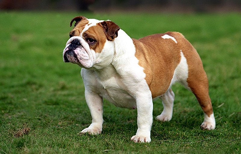 What is the best breed of bulldog for a family?
