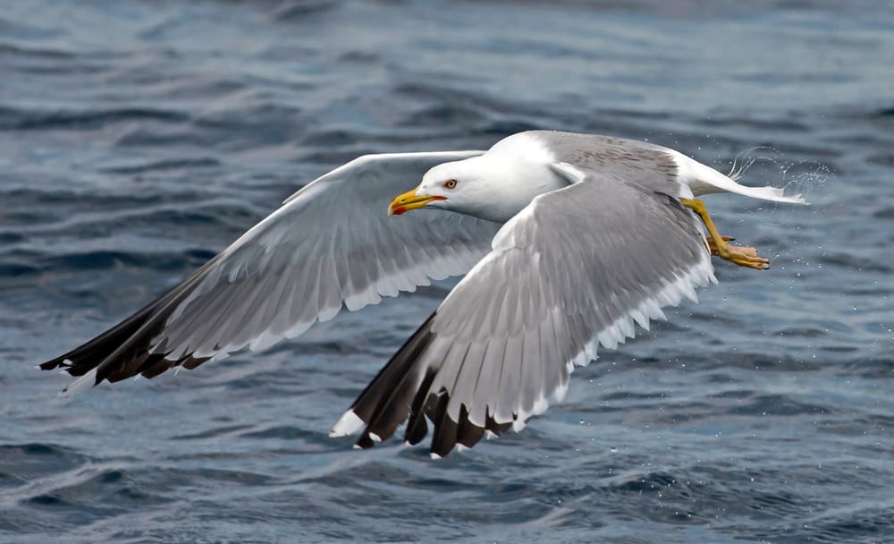 What is the best food to feed seagulls?