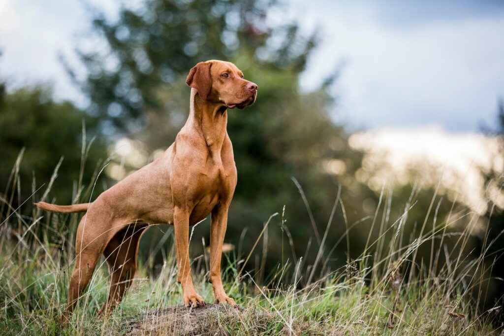 What is the greatest hunting dog?