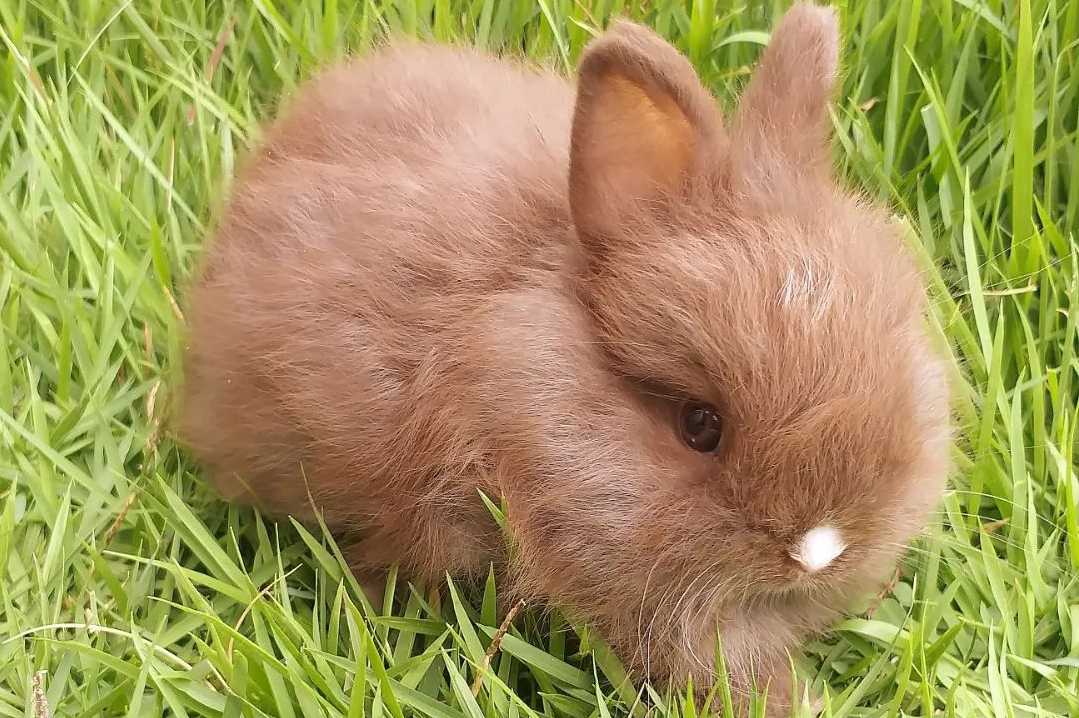 What is the personality of a Jersey Wooly rabbit?