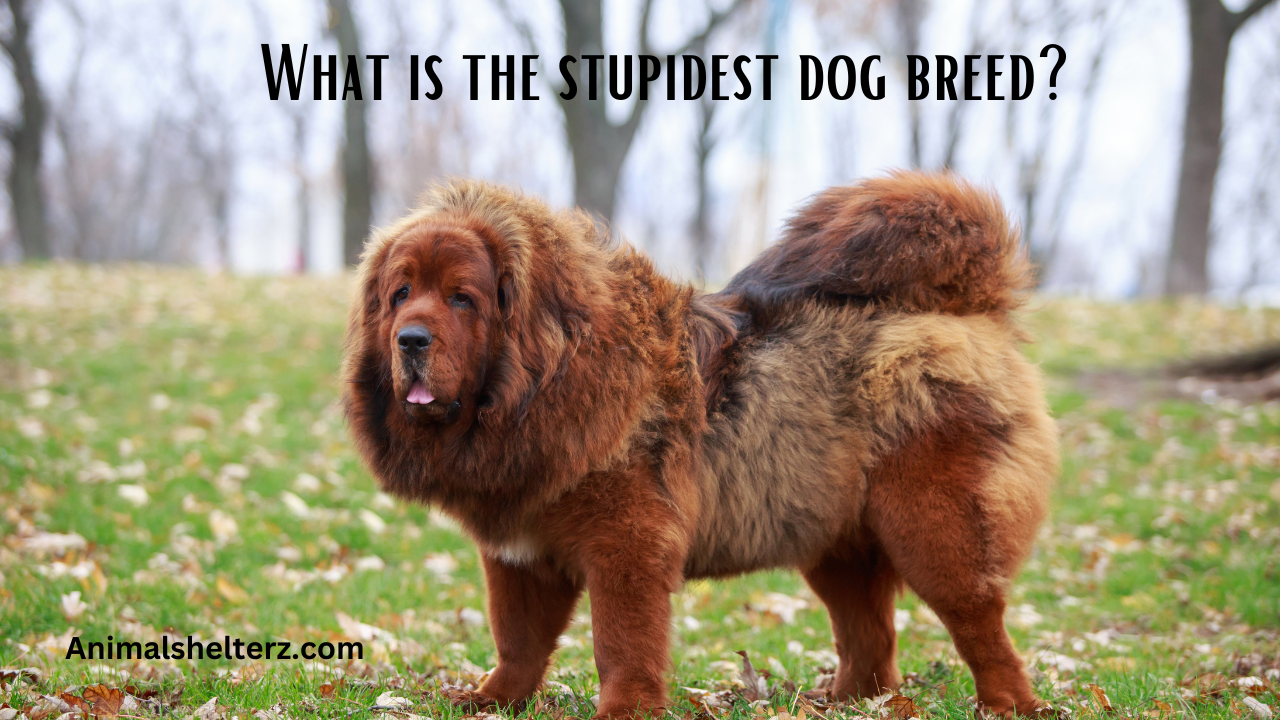 What is the stupidest dog breed?