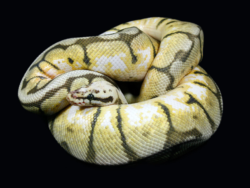 What makes a killer bee ball python?