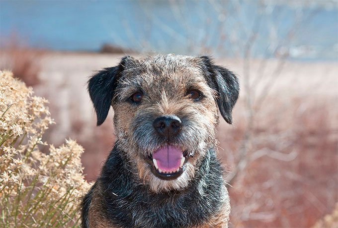 What should I look for when buying a Border Terrier puppy?
