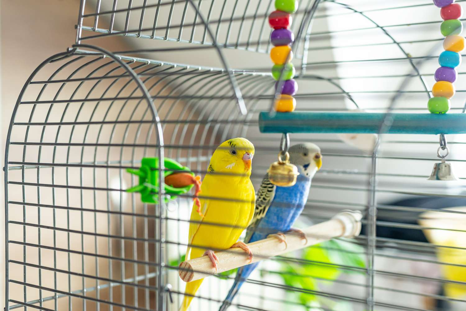 Why are round cages not good for birds?