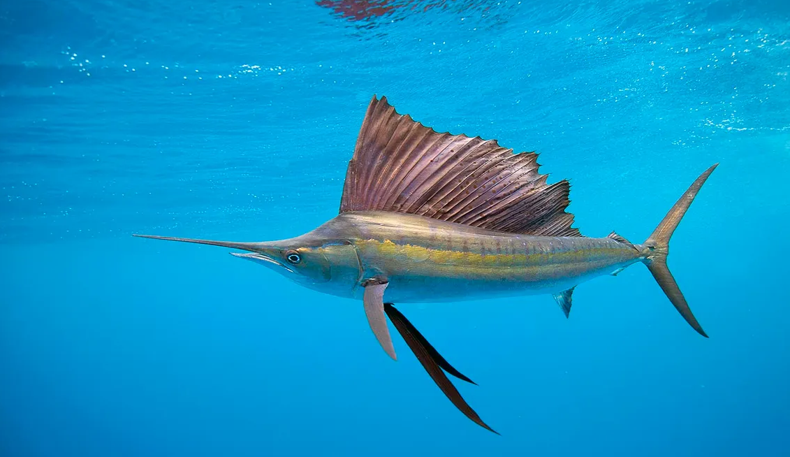 Why sailfish is not eaten?