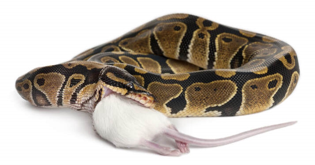 Will a ball python eat a rat that's too big?