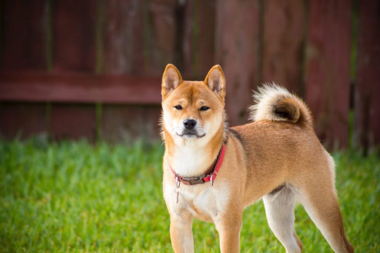 What dog breed has a curled tail?