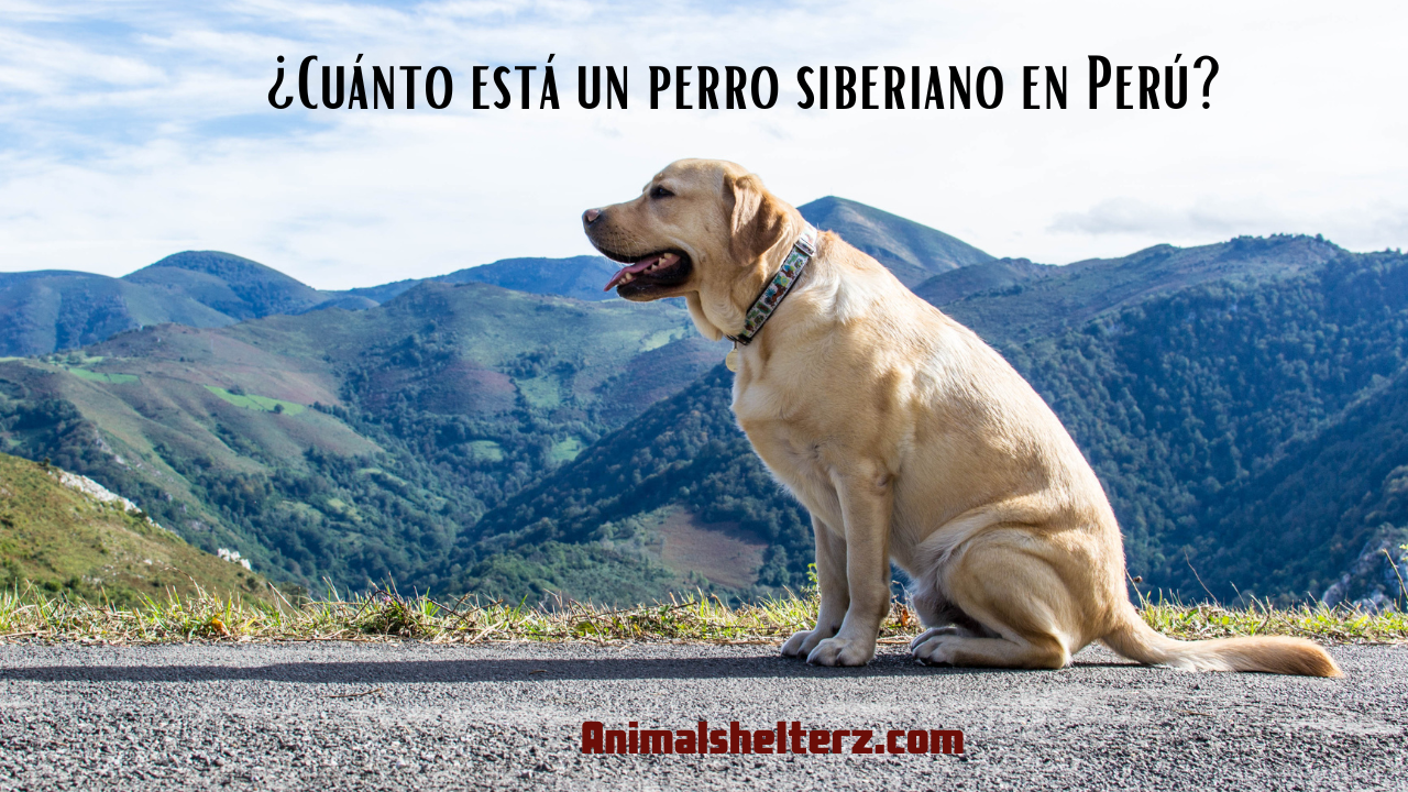 ¿Cuánto está un perro siberiano en Perú?