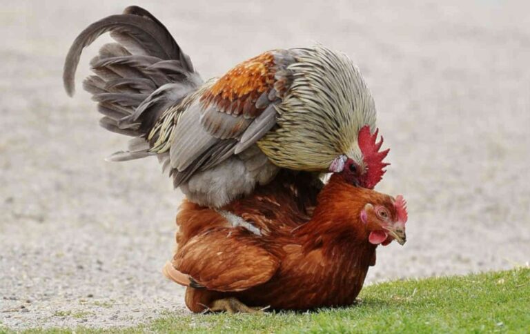 ¿Qué sucede cuando el gallo pisa a la gallina?