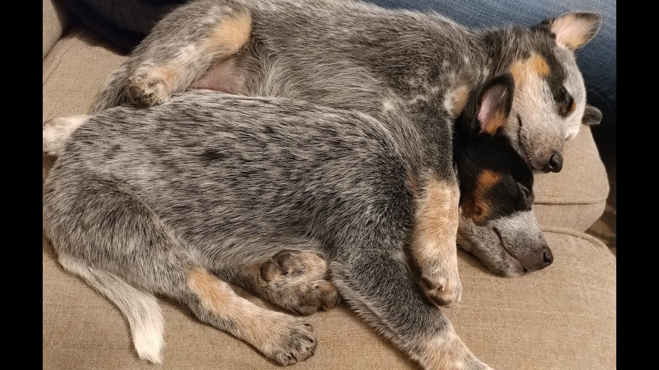 Are Cattle Dogs affectionate?
