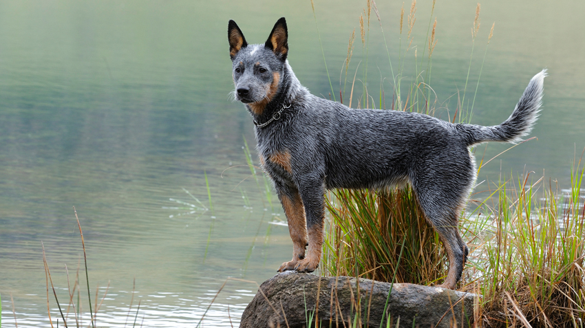 Are Cattle Dogs safe?
