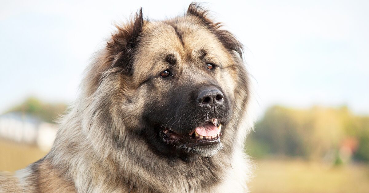 Are Caucasian Shepherds the strongest dog?
