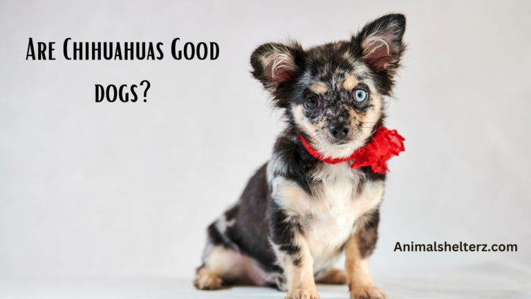 Are Chihuahuas good dogs?