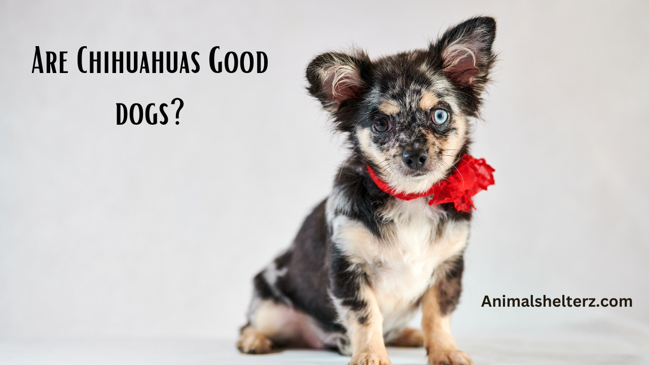 Are Chihuahuas Good dogs?