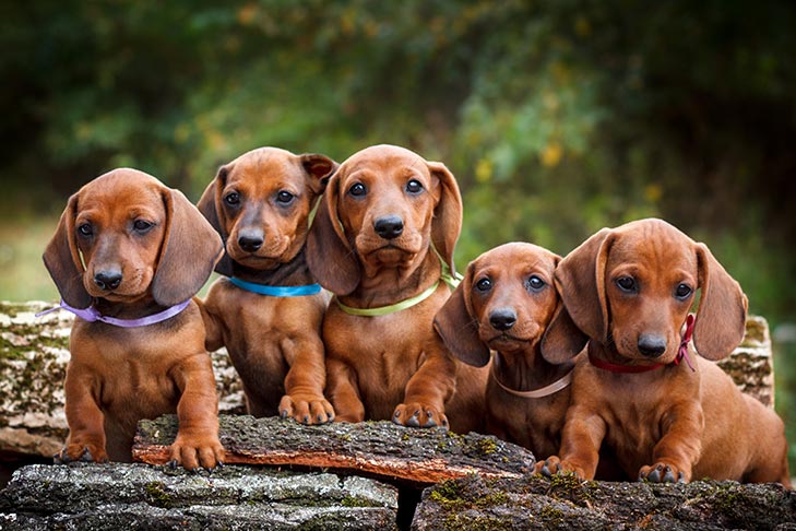 Are Dachshund puppies easy to train?