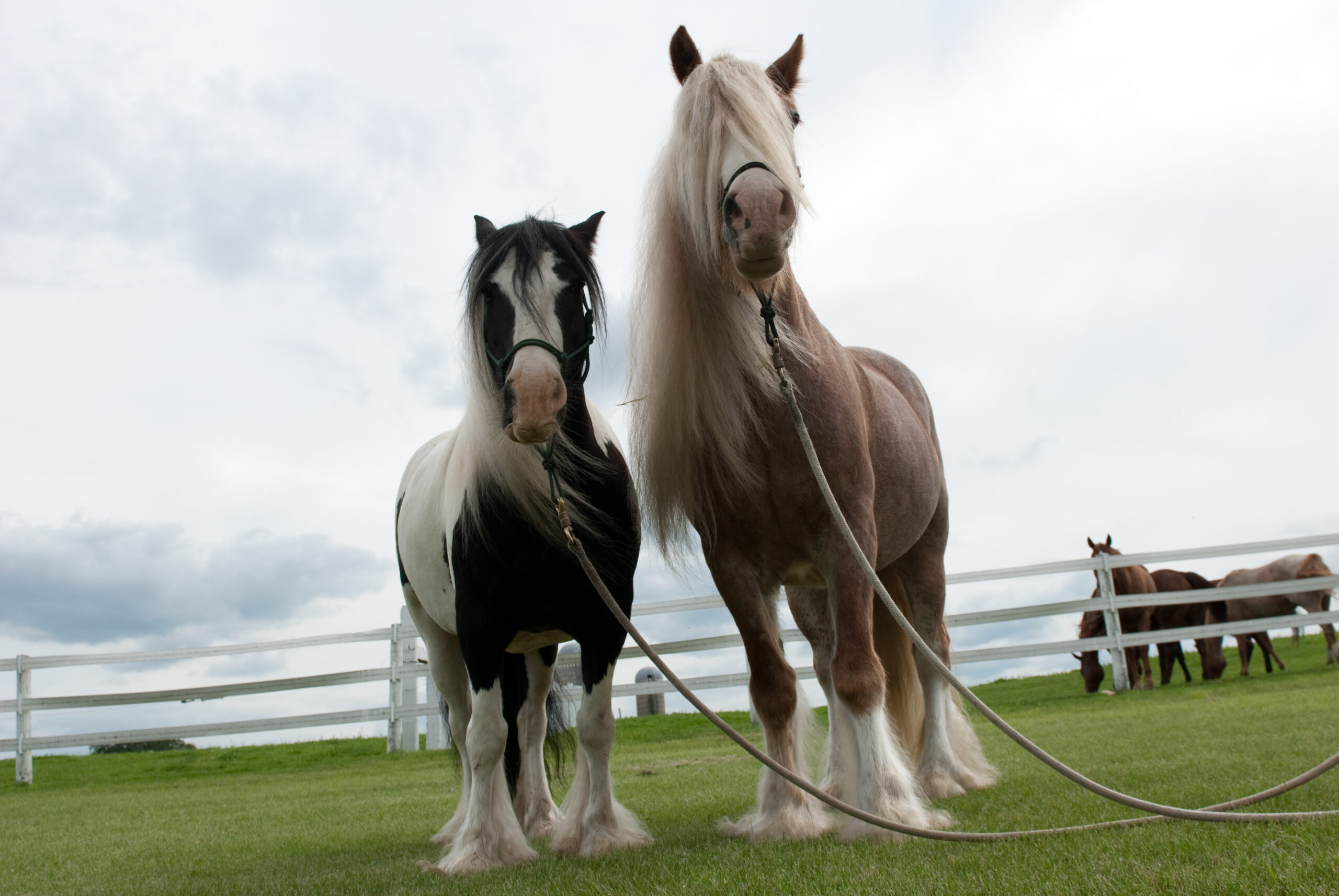 Are Gypsy horses gentle?