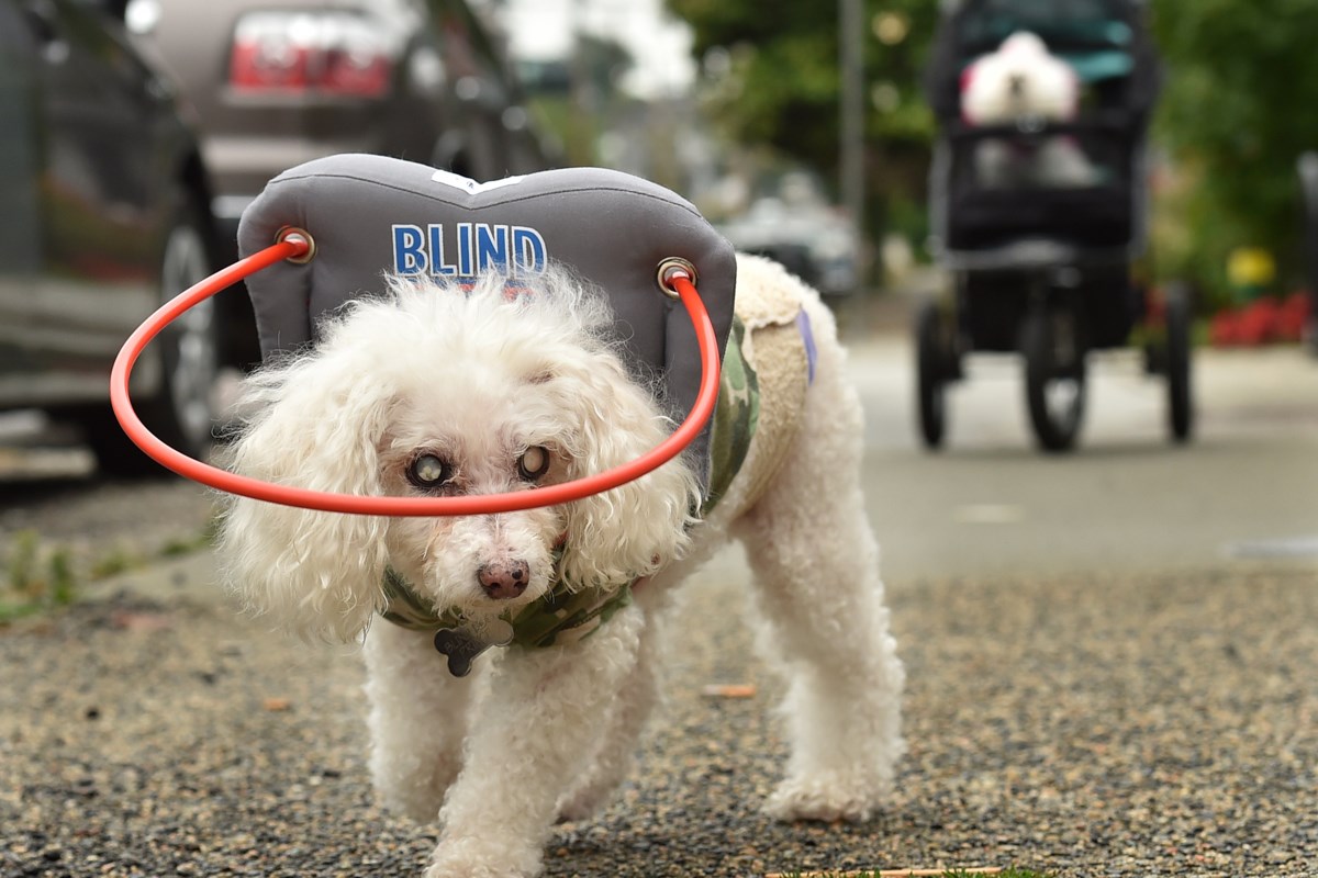 Are Halos good for blind dogs?