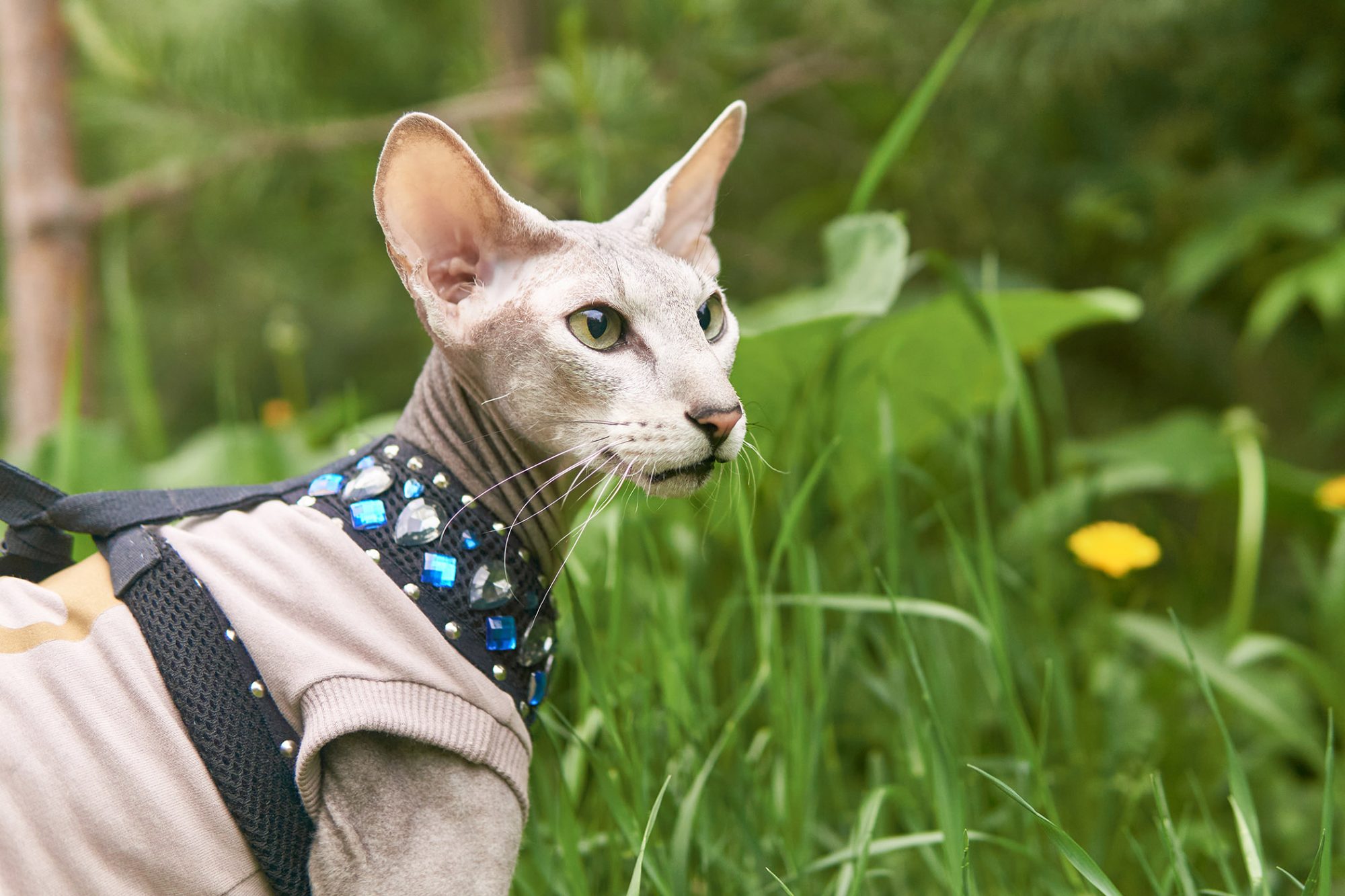 Are Peterbald cats friendly?