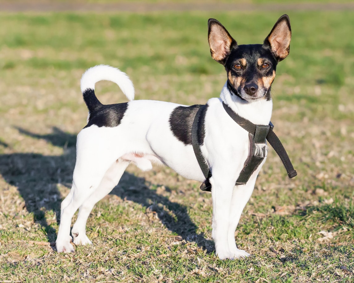Are Rat Terriers good pets?