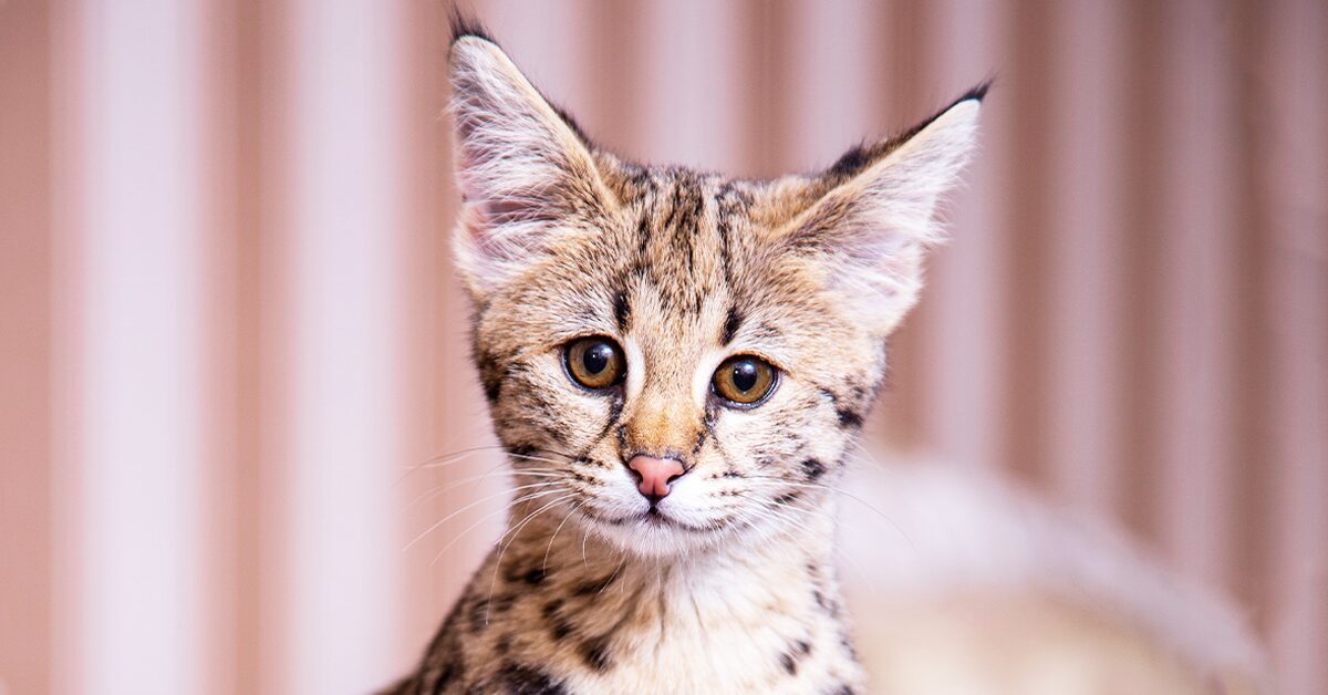 Are Savannah cats affectionate?