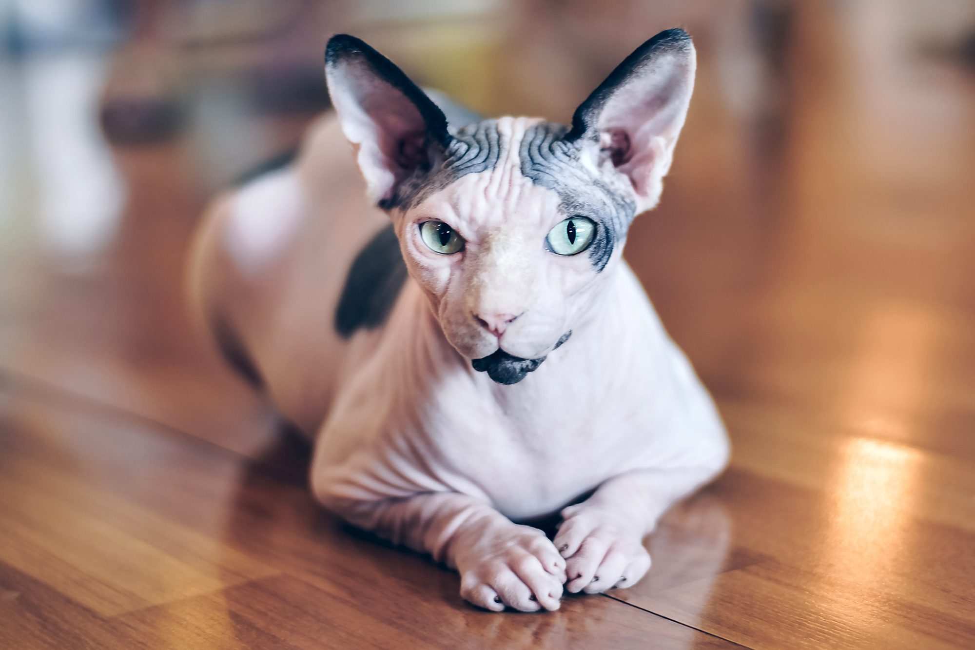 Are Sphynx cats expensive to buy?