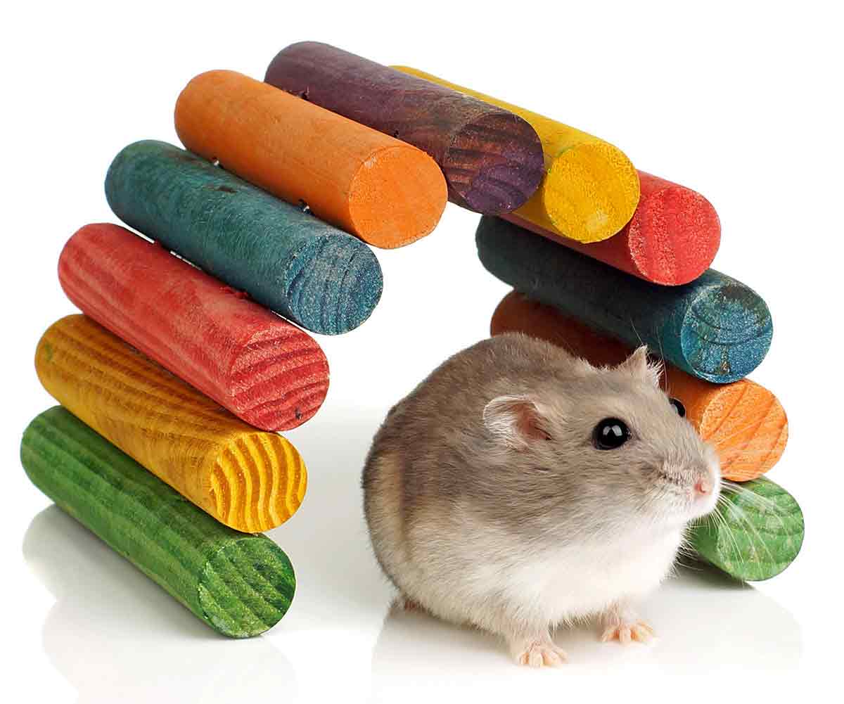 Are Wooden toys good for hamsters?