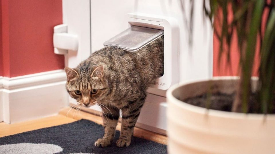 Are all cat doors the same size?