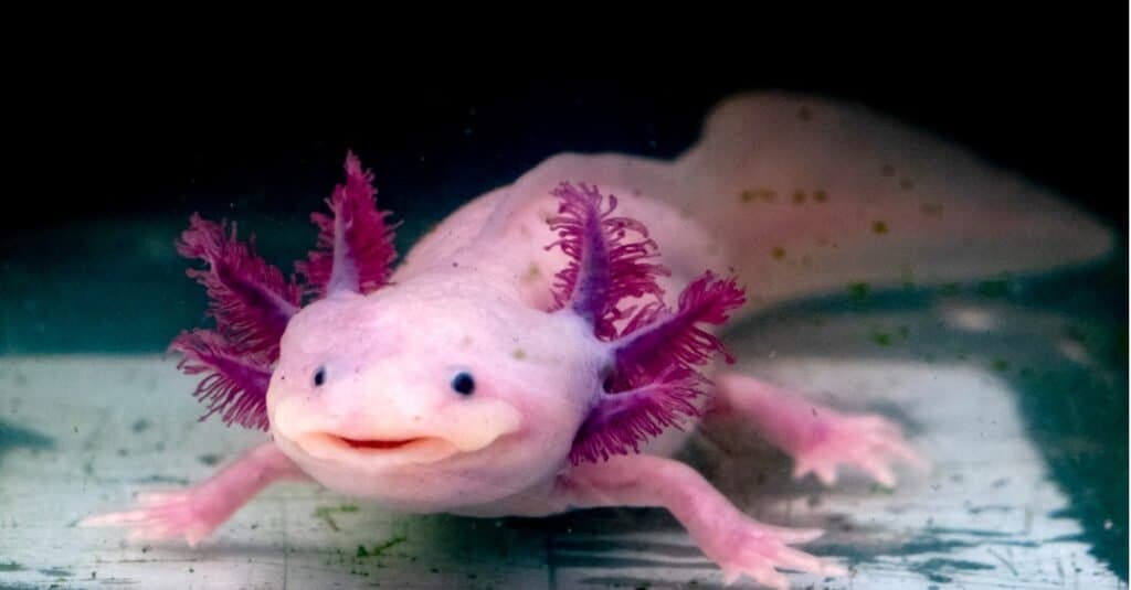 Are axolotl good pets?
