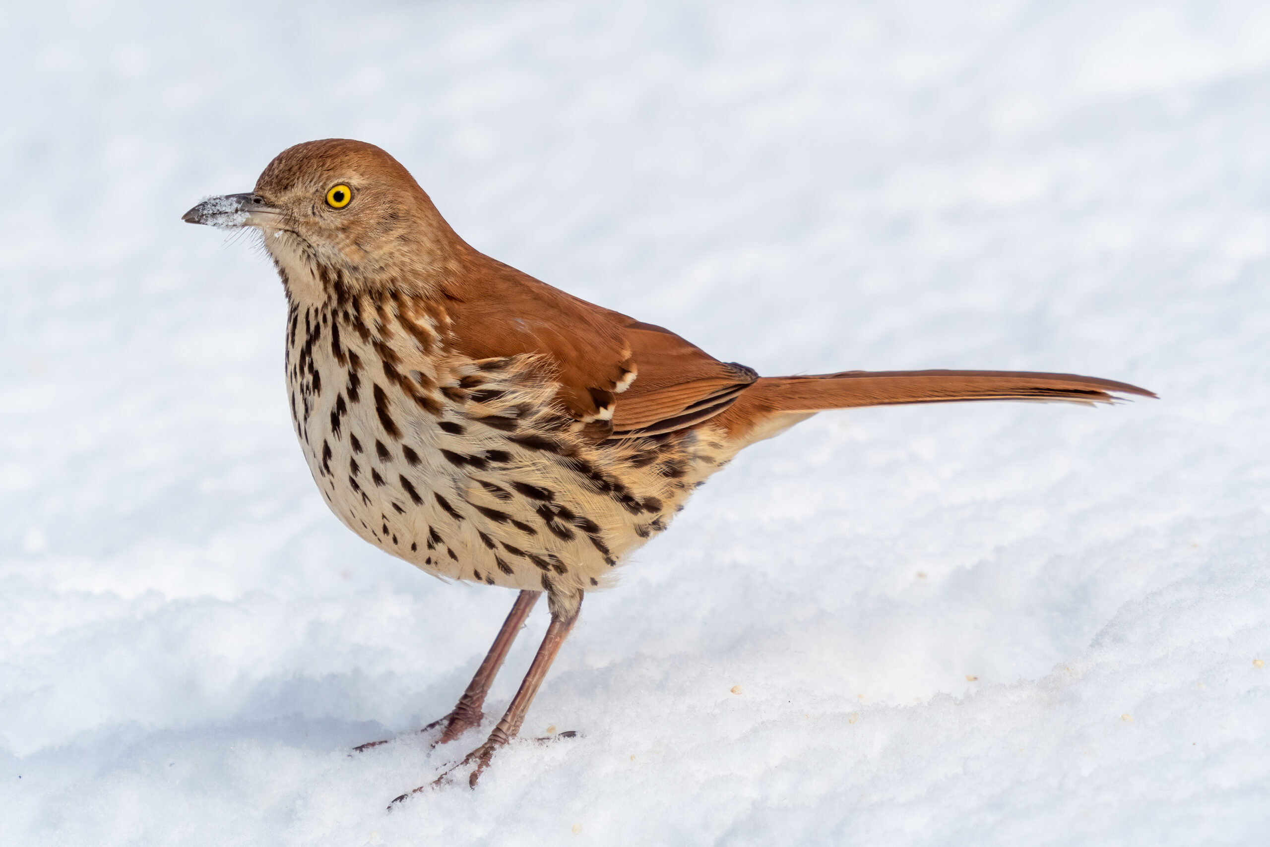 Are brown thrashers native to Pennsylvania?