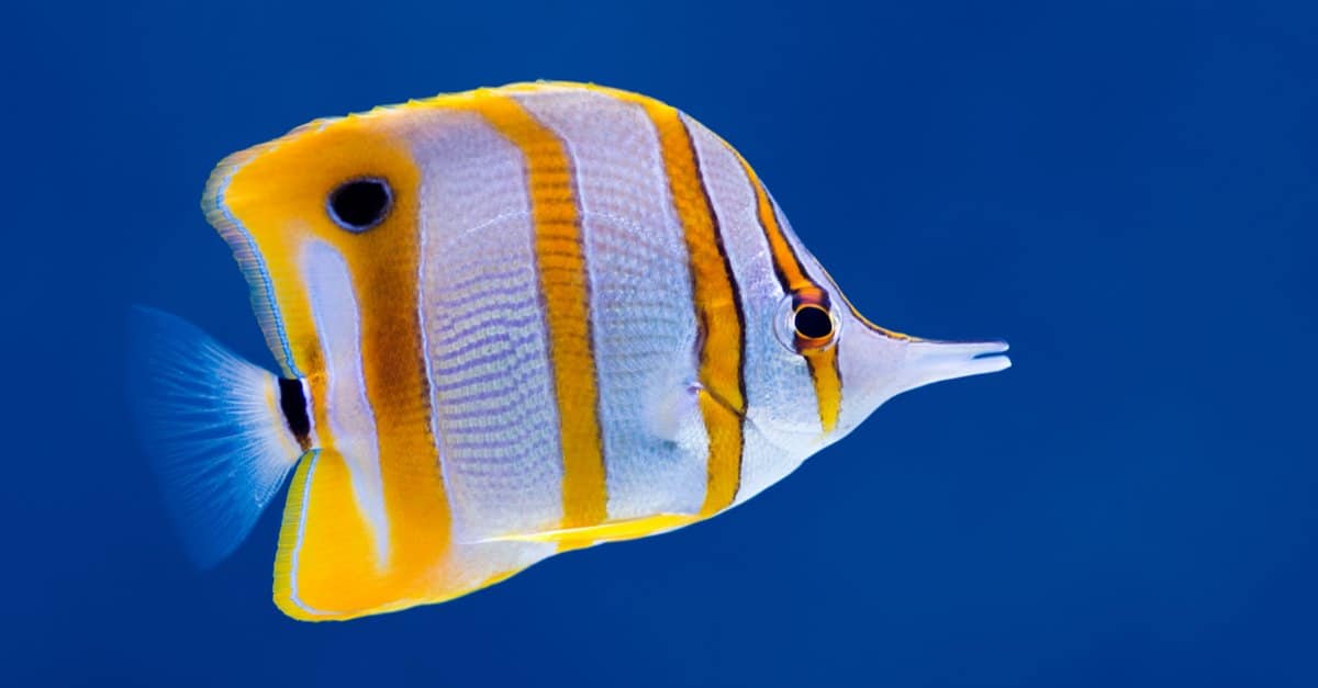 Are butterflyfish carnivores?