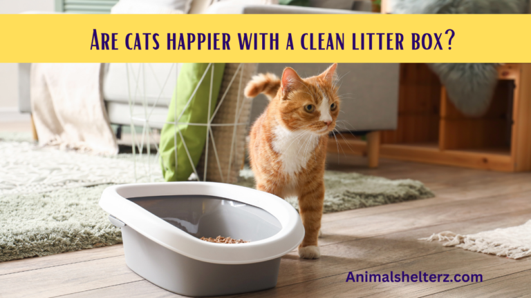 Are cats happier with a clean litter box?