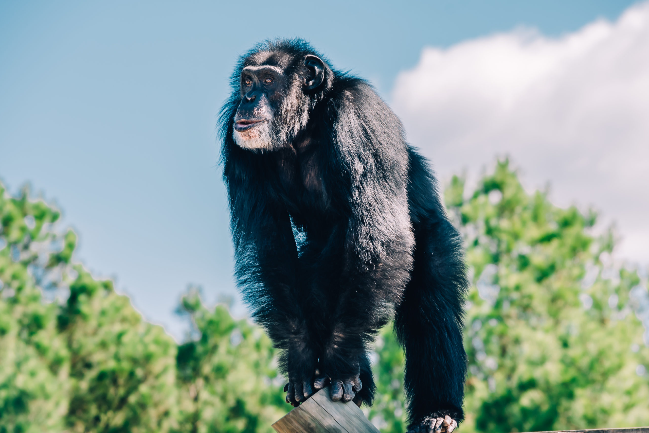 Are chimpanzees a good pet?