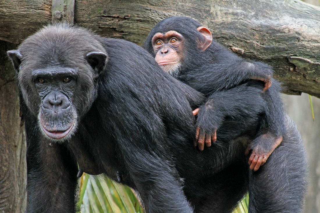 Are chimpanzees friendly to humans?