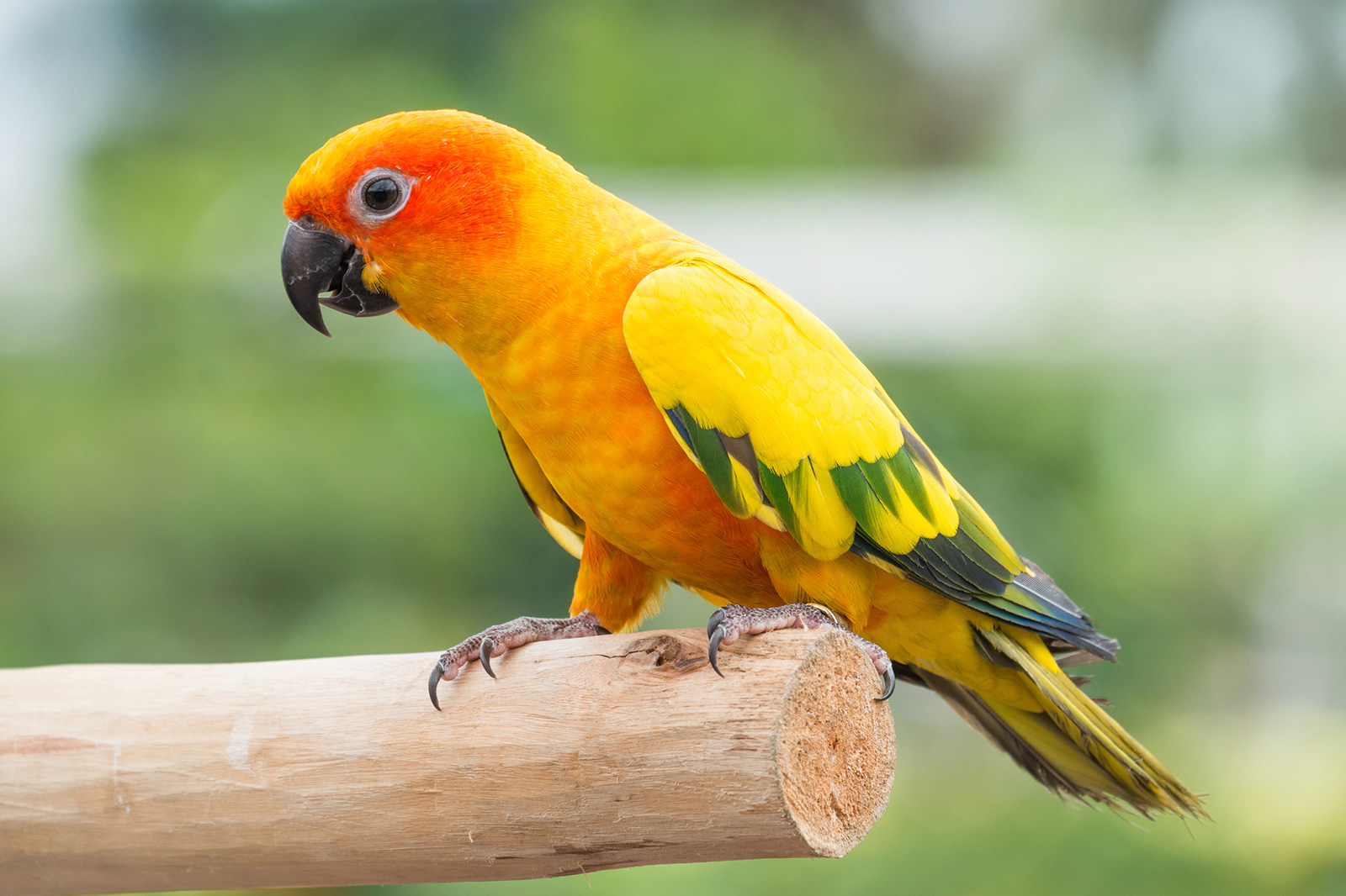 Are conures for beginners?